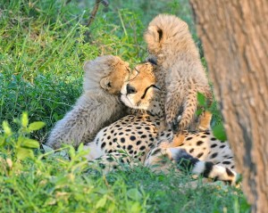 cheetah by lamsongf 2