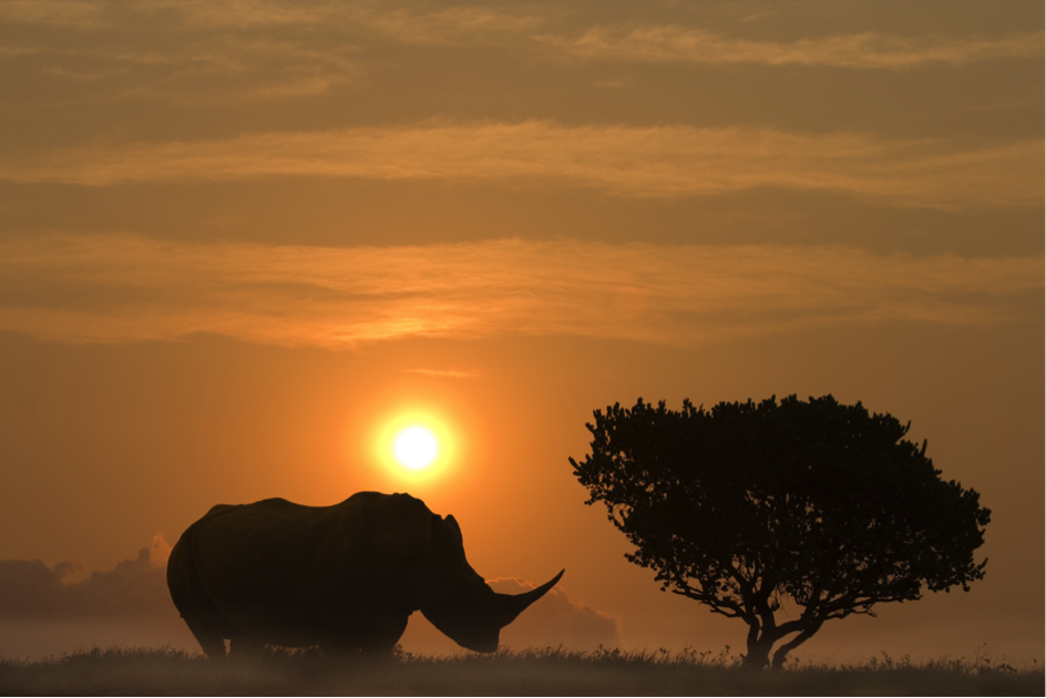 Rhinocéros Afrique du Sud
