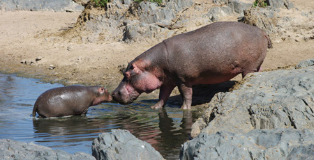 hippopotame et son petit en Tanzanie