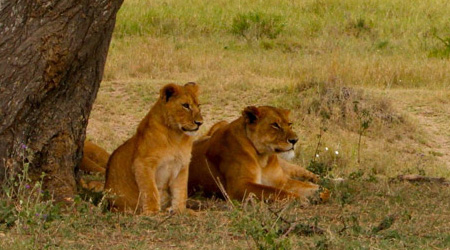 Lionne et son petit en Tanzanie safari