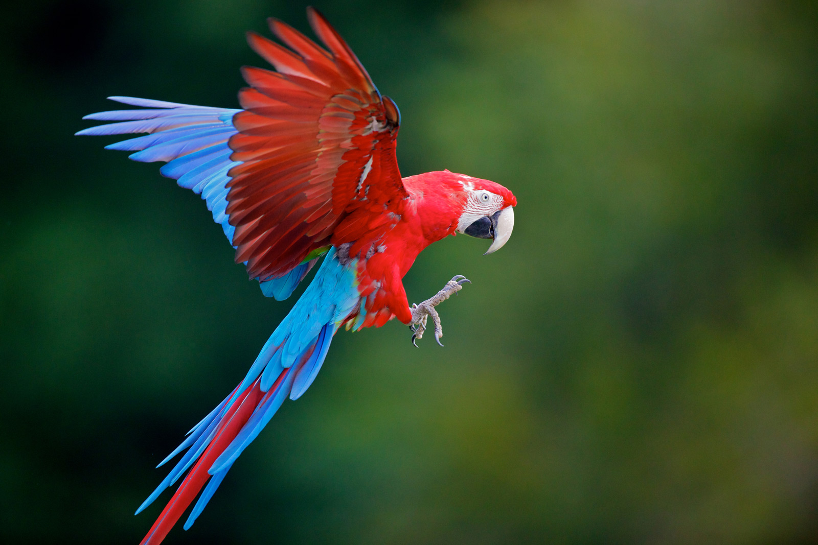 Perroquet du Costa Rica