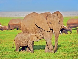 Elephants Amboseli au Kenya