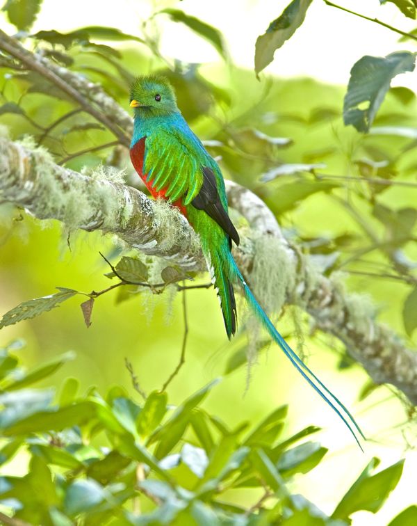 Quetzal au Costa Rica