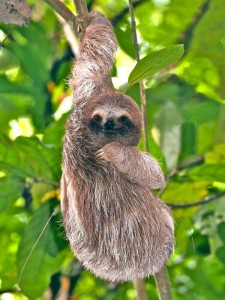 Young Brown-Throated Three-Toed sloth hanging from a branch