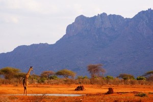 Tsavo Ouest au Kenya