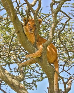 Lion cub up a tree in Serengeti National Park, Tanzania.