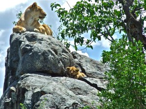 Lion en Safari Tanzanie