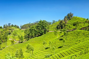 Tea Plantation Inde Darjeeling