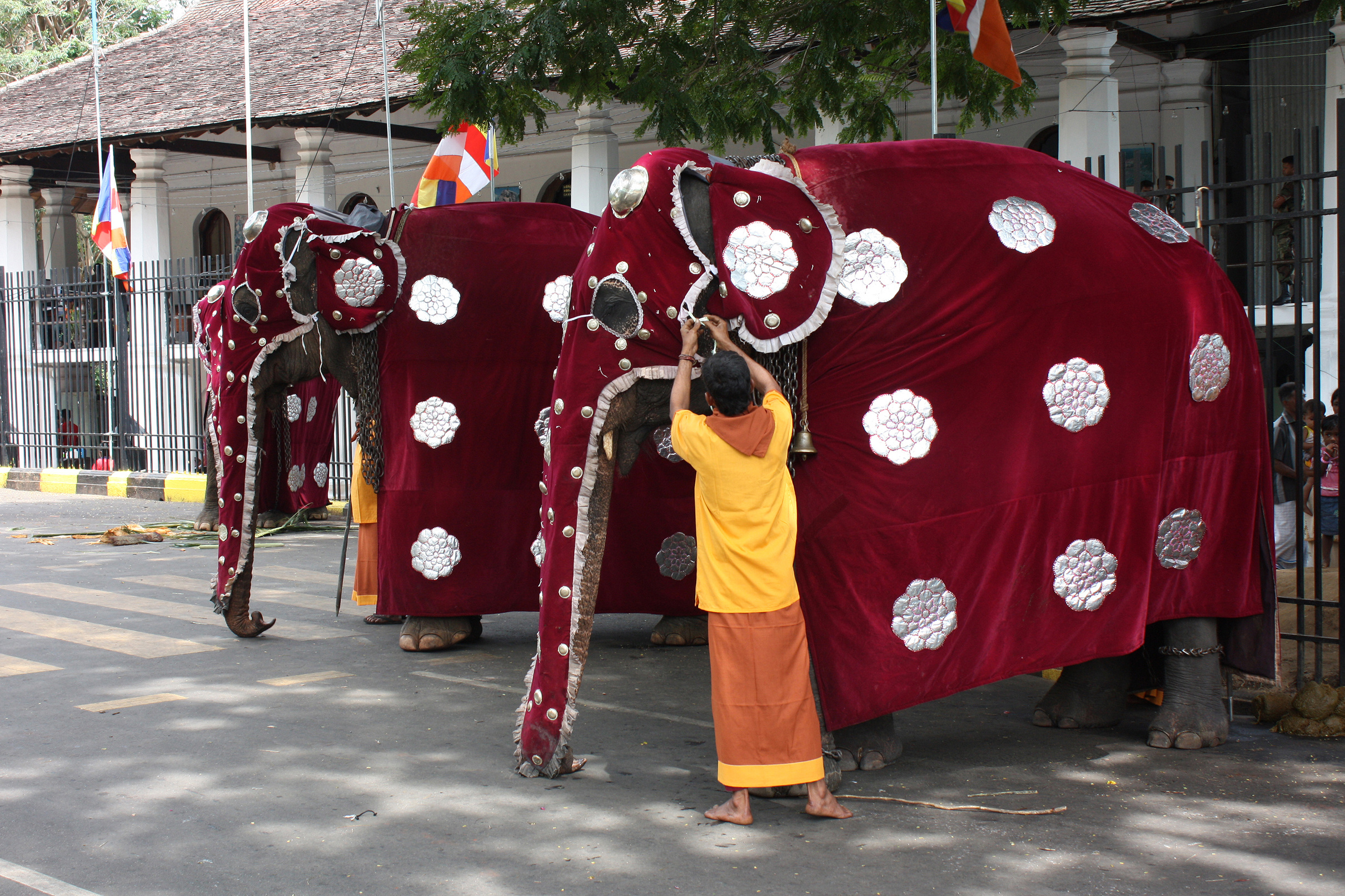 Elephants Kandy