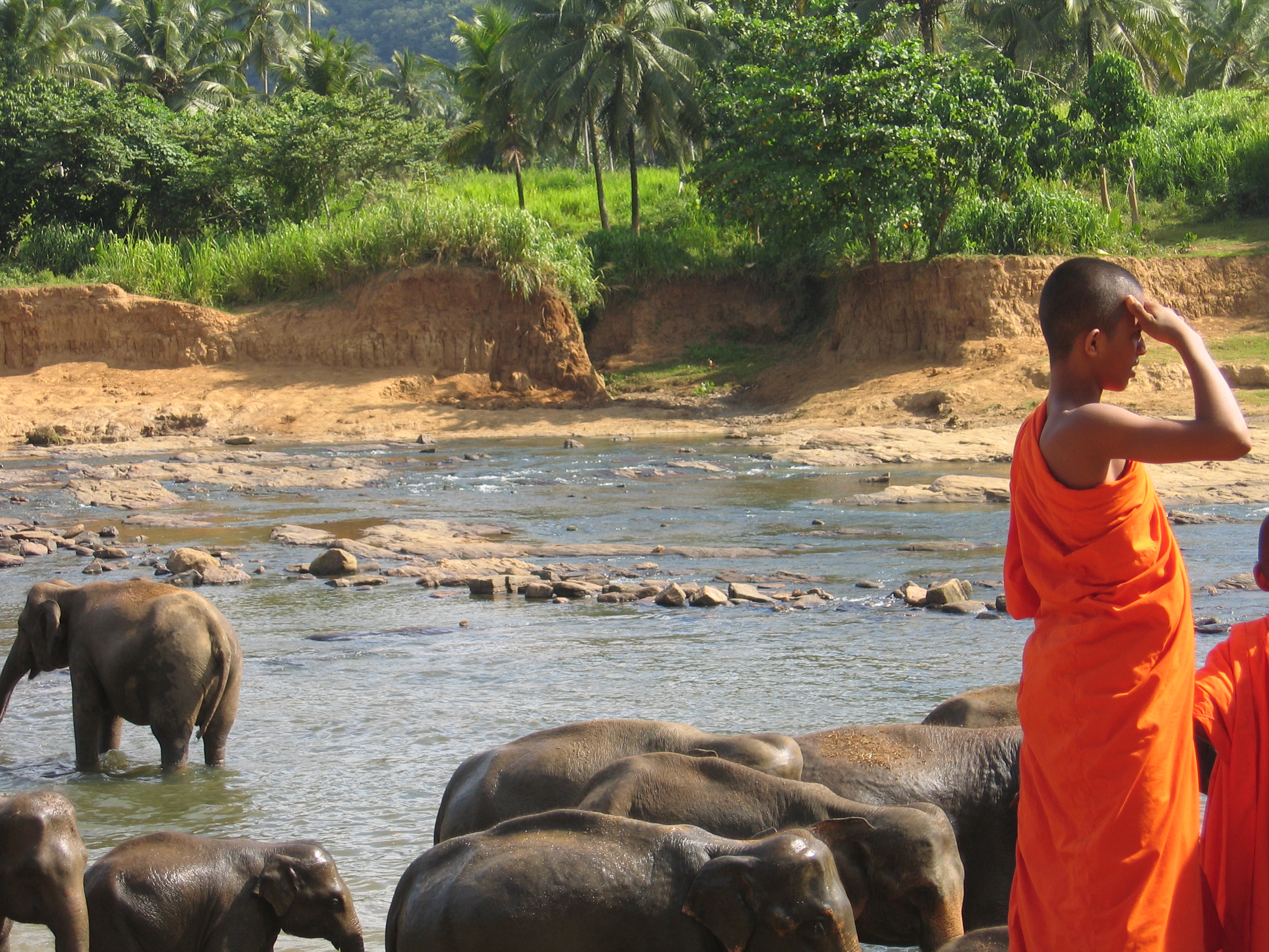 Elephants Kandy Sri Lanka