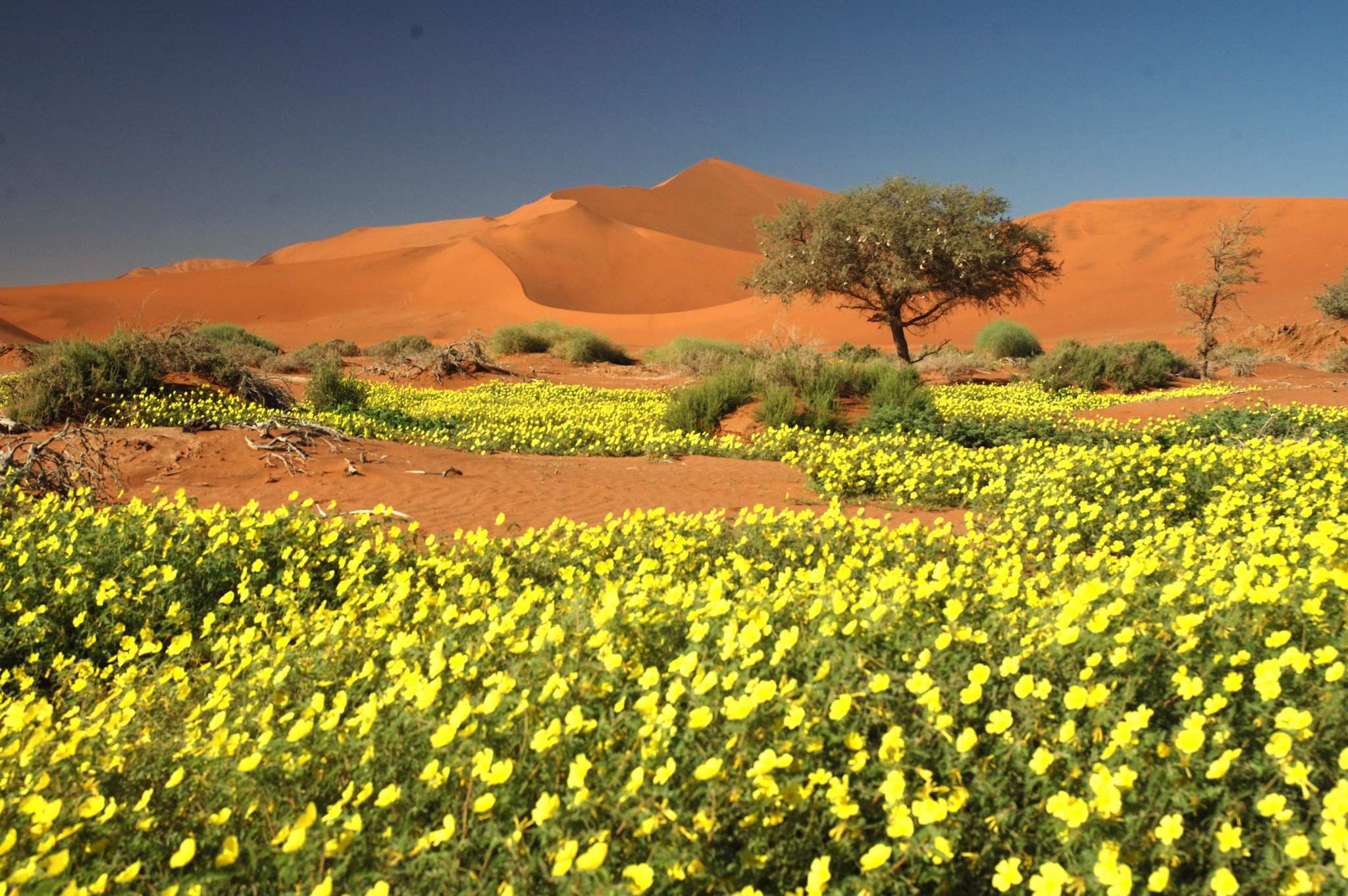 Désert Namib 