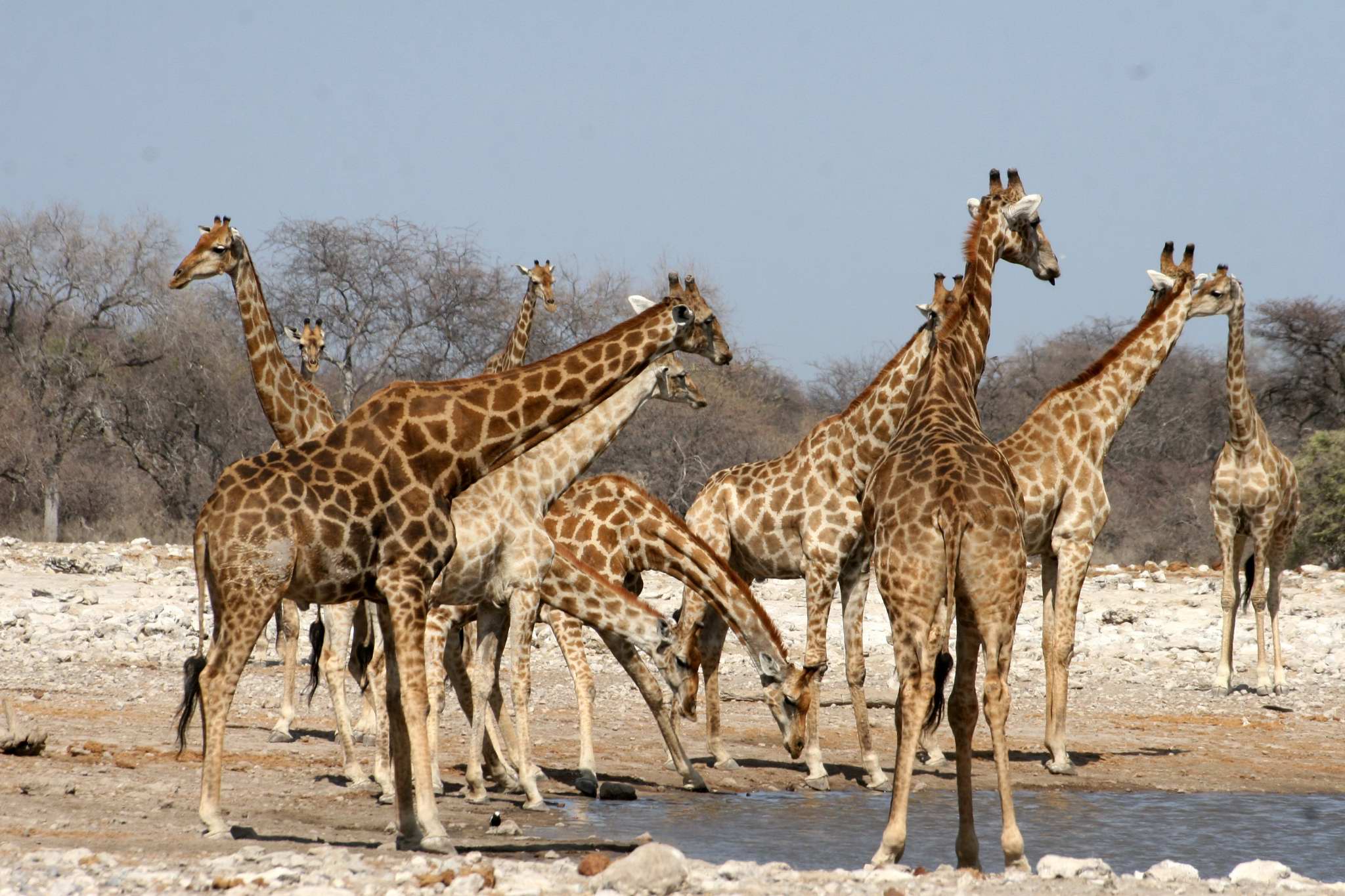 Girafes Etosha Namibie