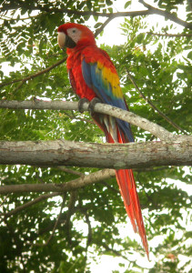 Ara rouge Costa Rica