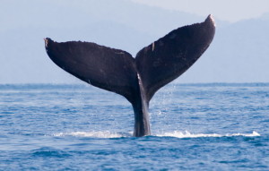 Baleine Costa Rica